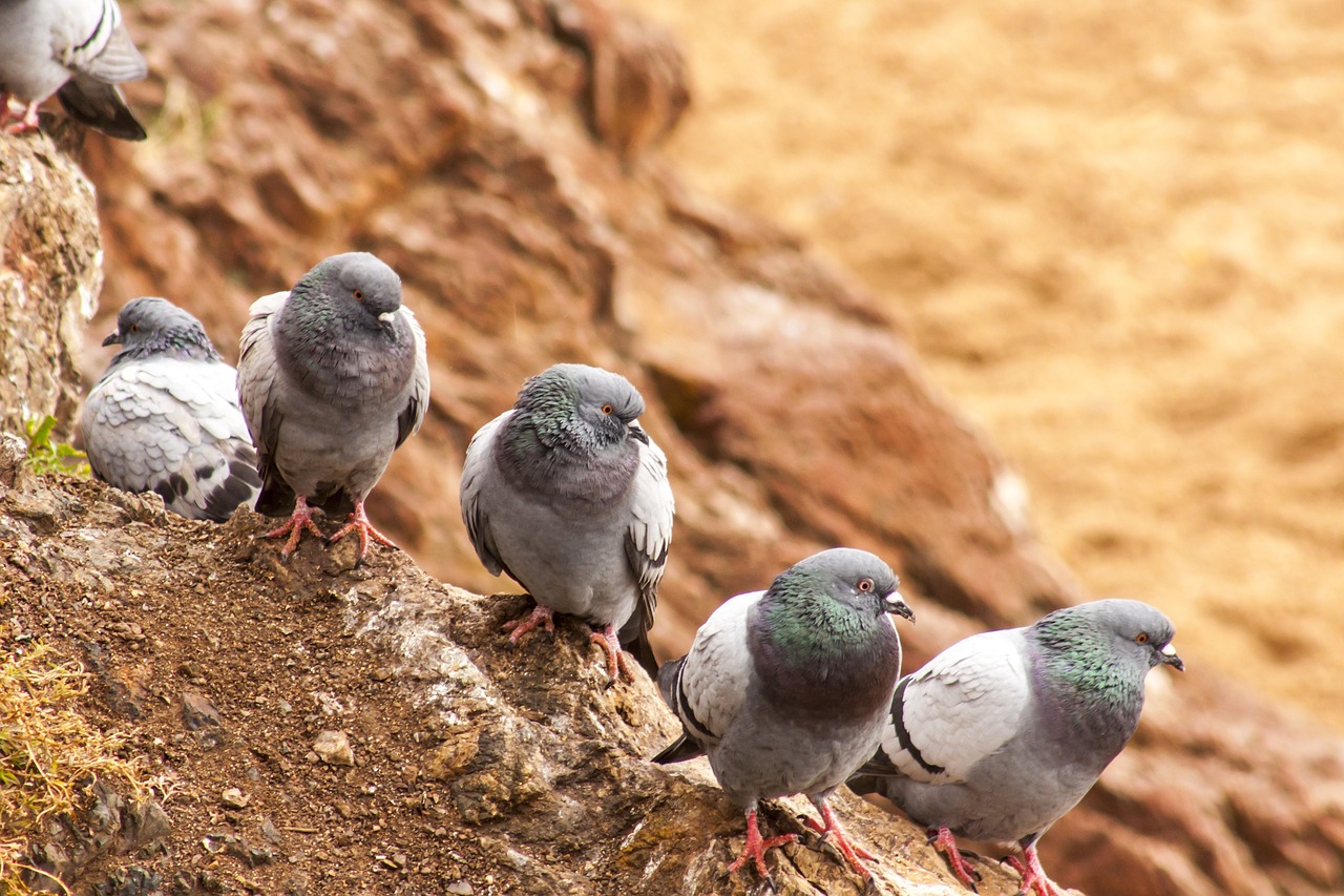 paloma  pigeons  animals free photo