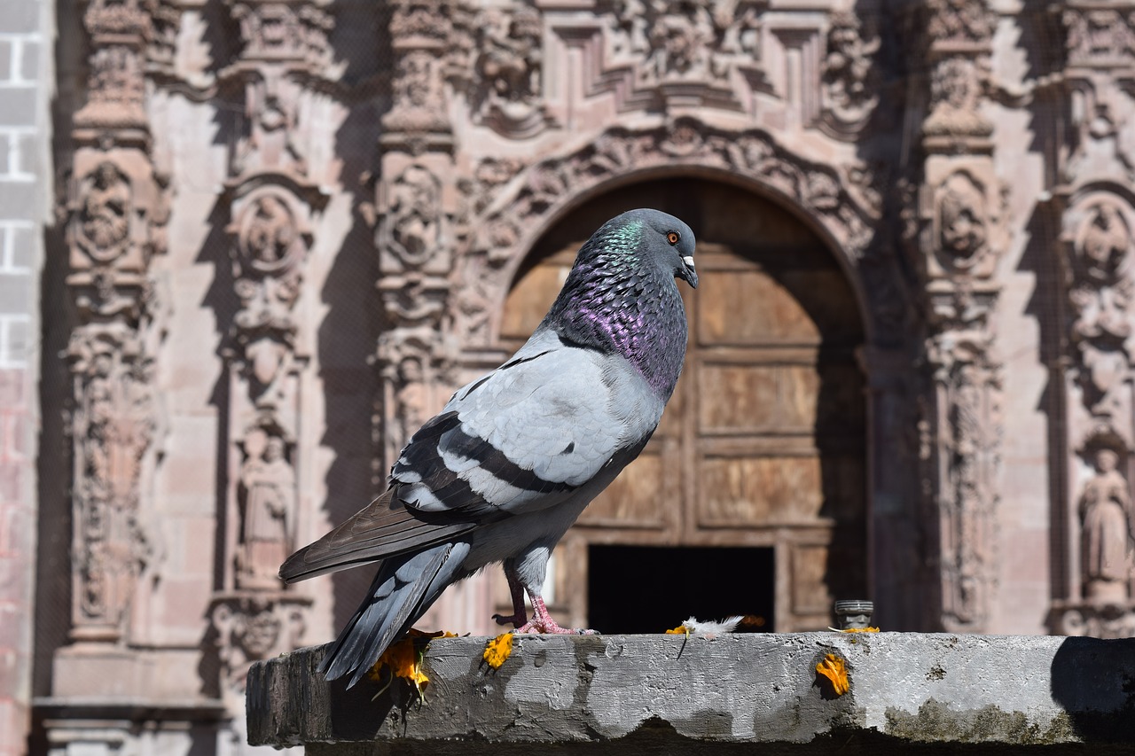 paloma  monument  pigeons free photo
