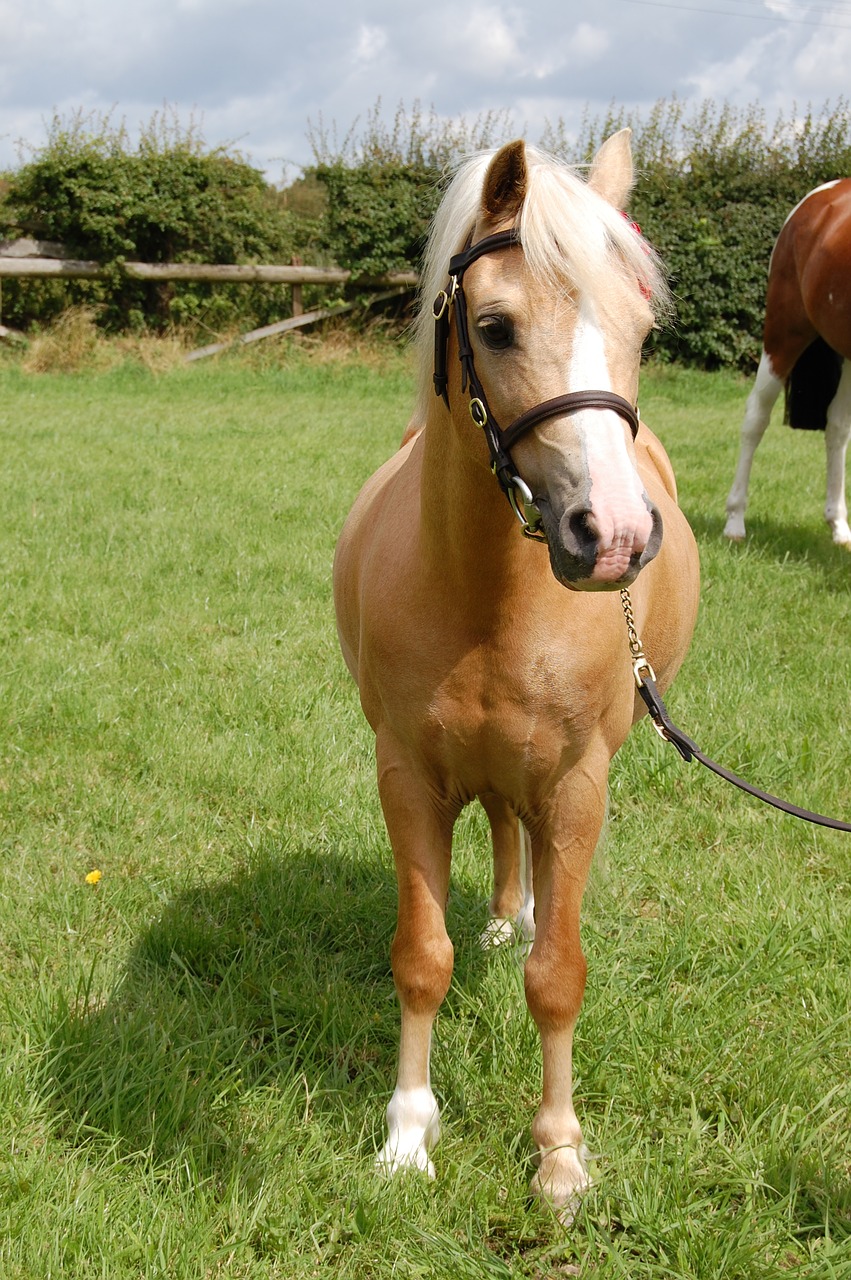 palomino welsh pony free photo