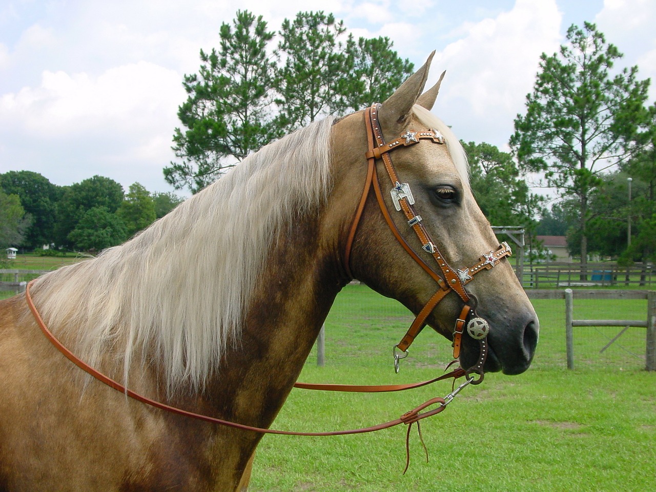 palomino horse mare free photo