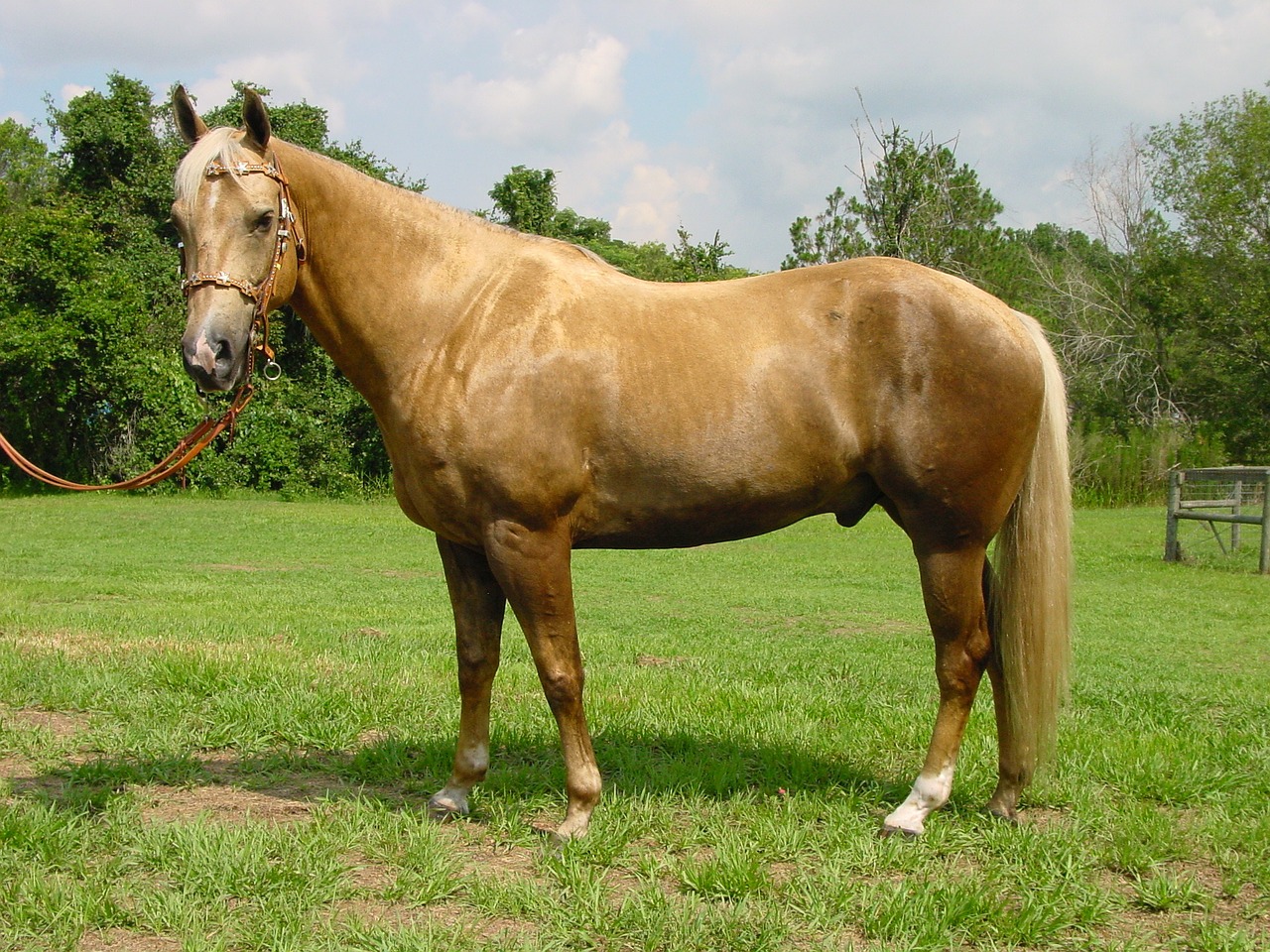 palomino horse mare free photo