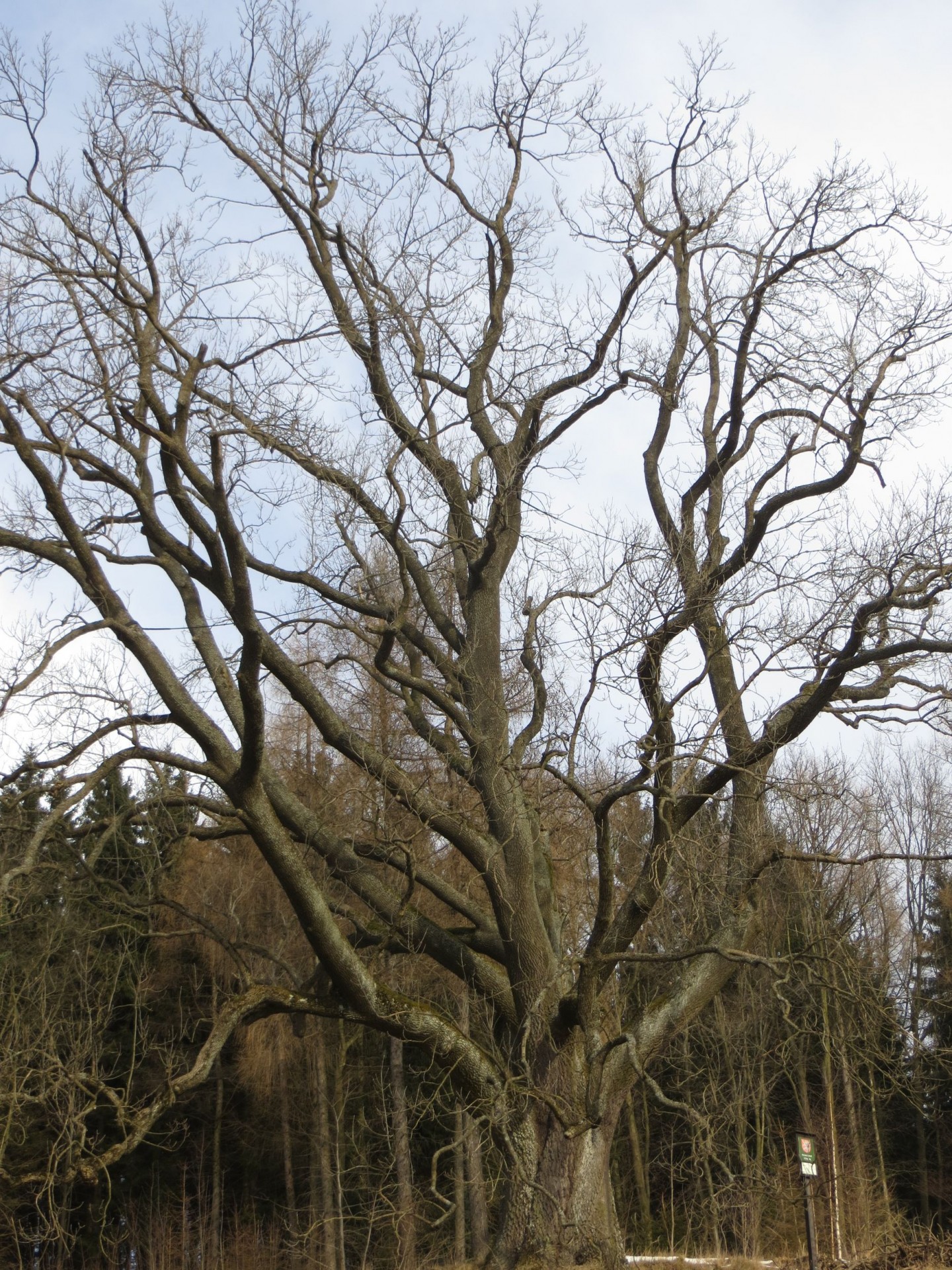 tree old memorial tree free photo