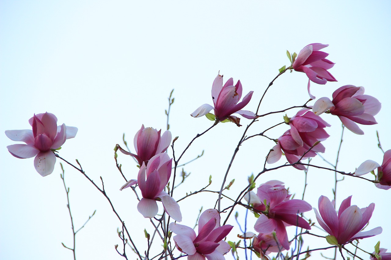 pamp purple magnolia purple free photo