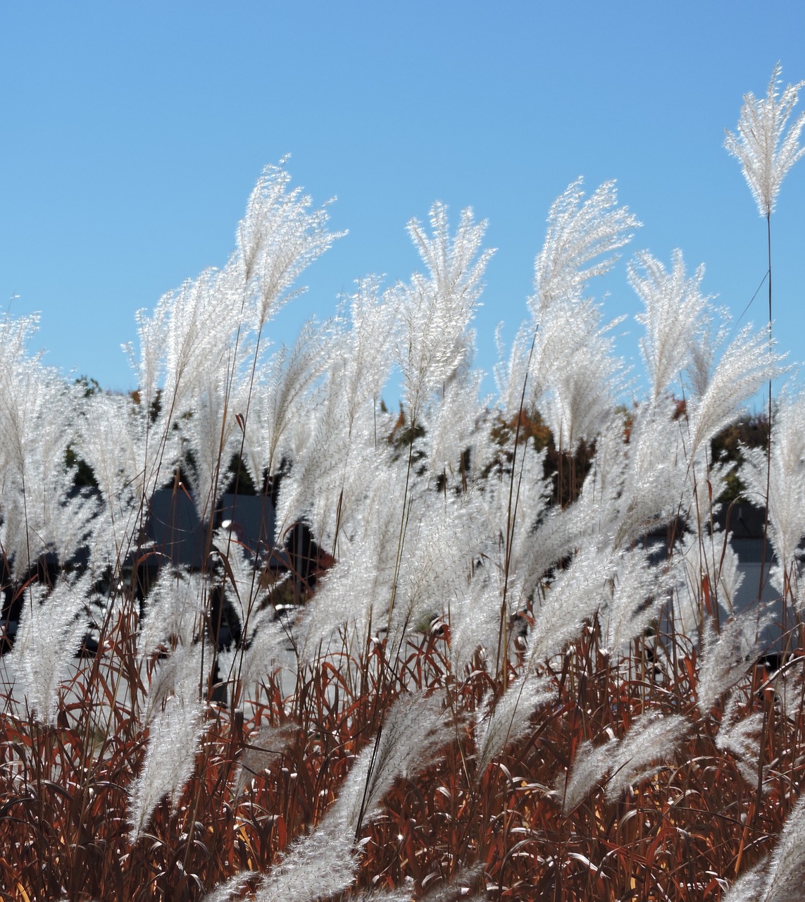 pampas  grass  white free photo