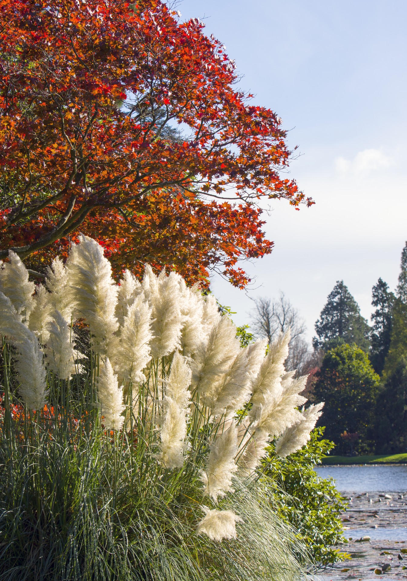 pampas grass tree red free photo