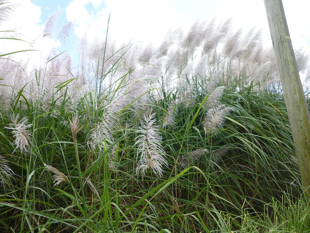 pampas grass field nature free photo