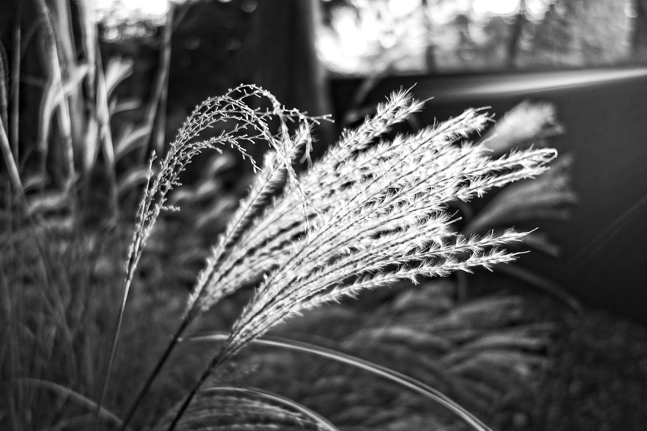 pampas grass plant plume free photo