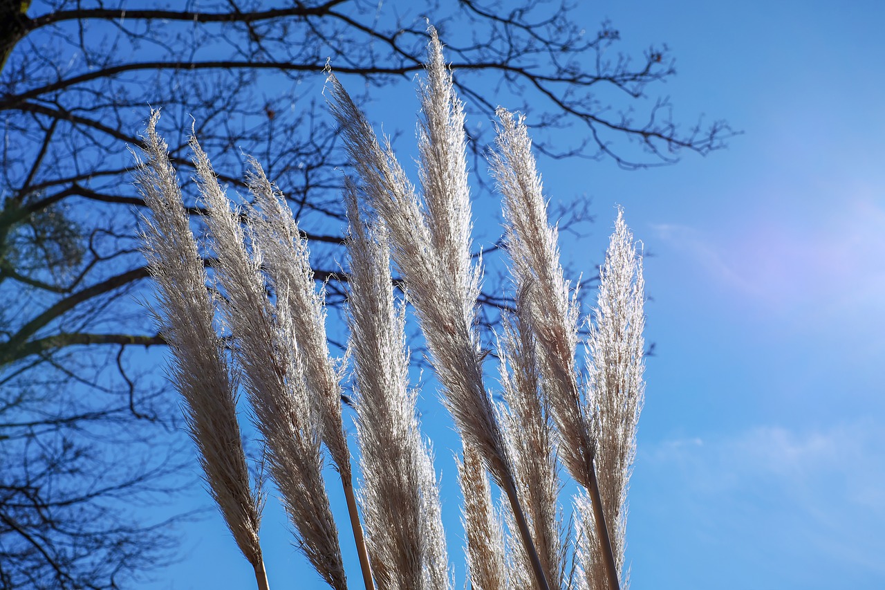 pampas grass back light grass free photo