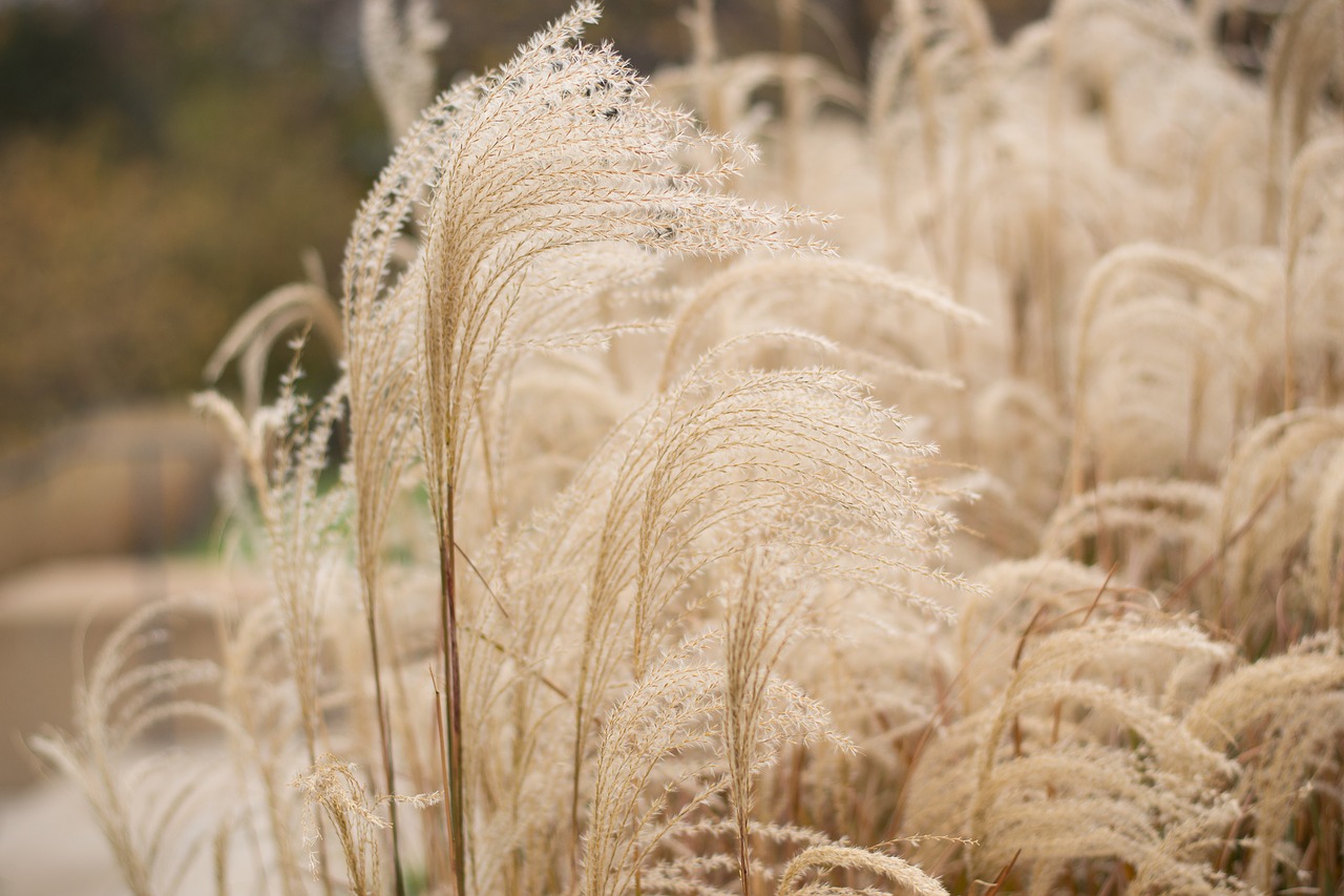 pampas grass  brown  fall free photo