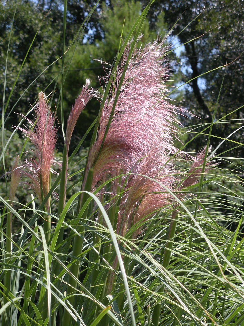 pampas grass grass tropical free photo