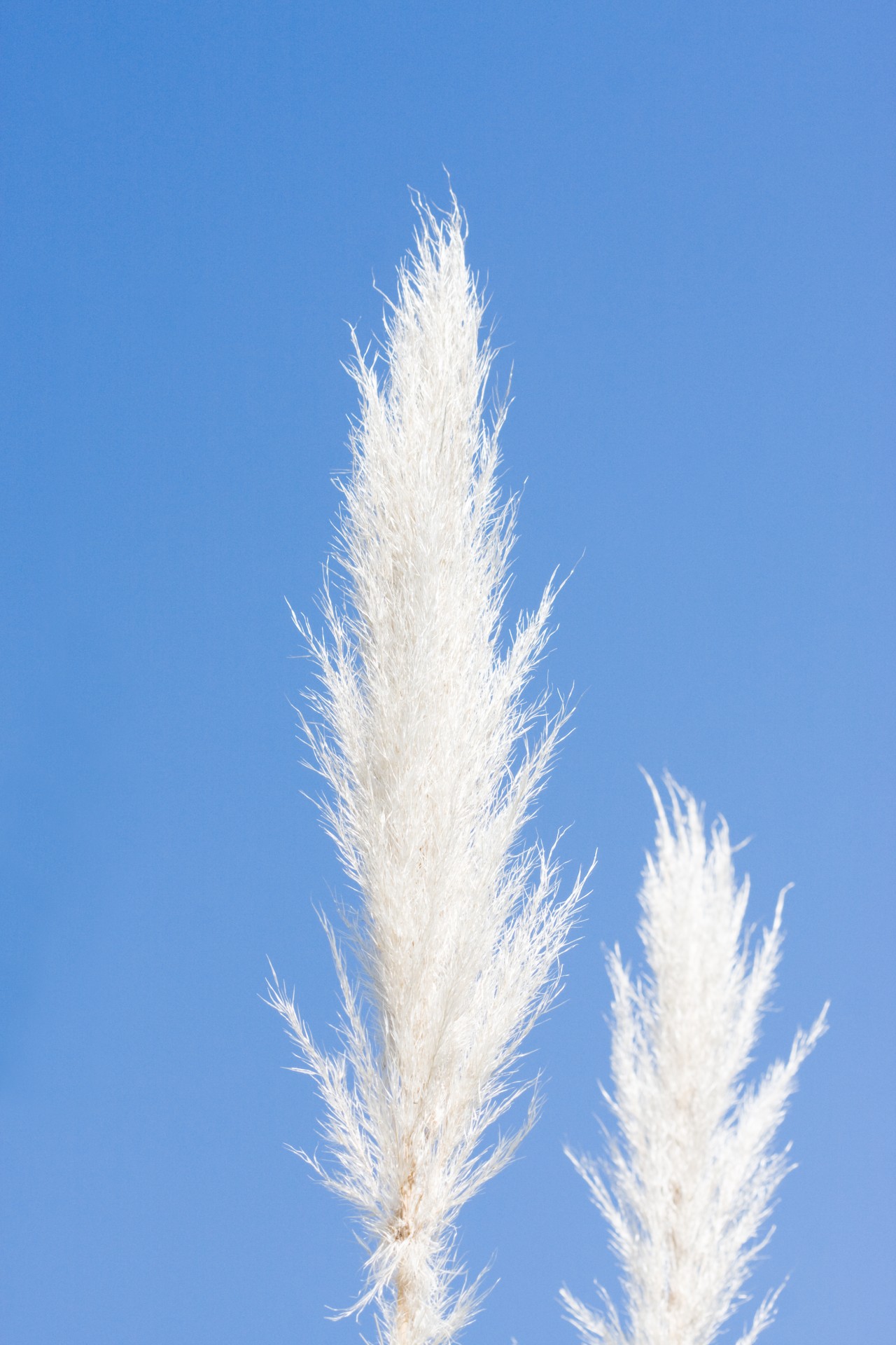 pampas grass grass grasses free photo