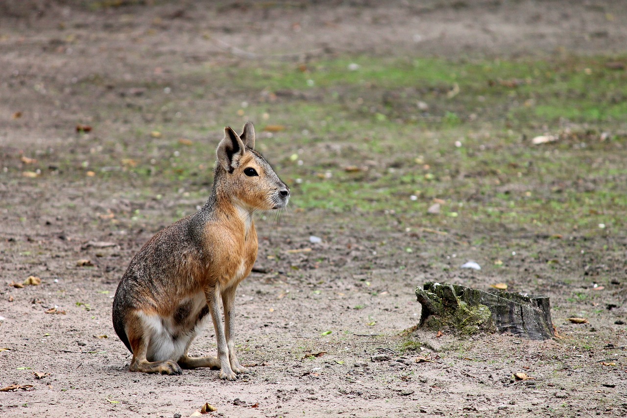 pampashase rodent argentina free photo