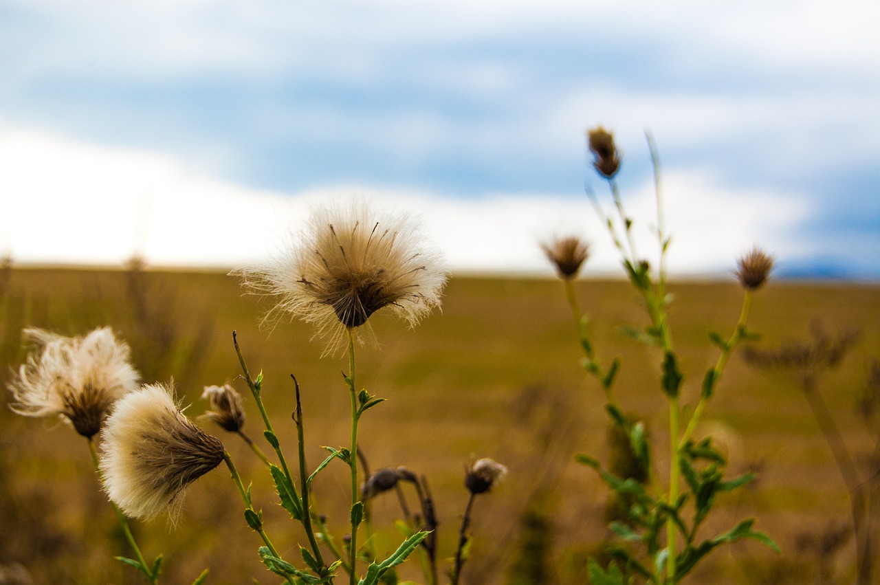 pampeliska field fluff free photo