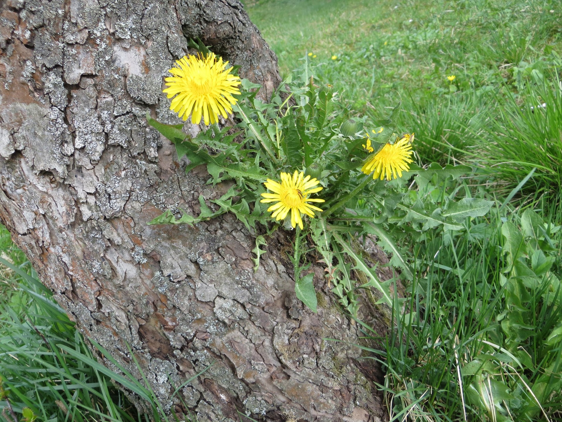 flowers spring dandelion free photo