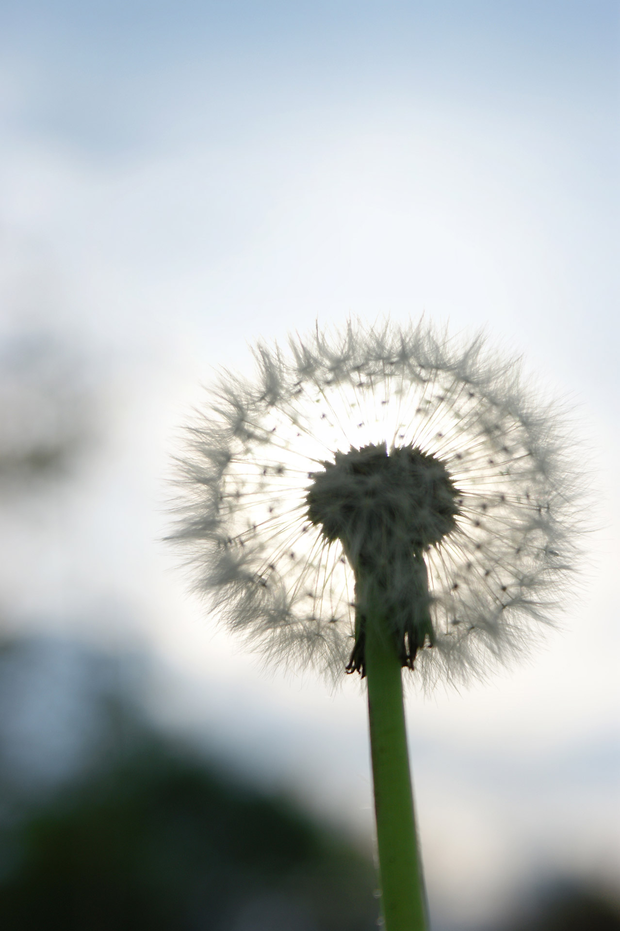 dandelion sky sun free photo