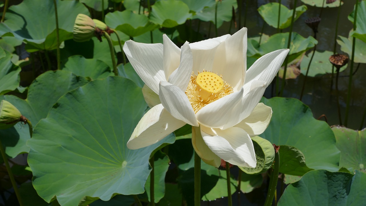 pamplemousse garden  botanical garden  mauritius free photo