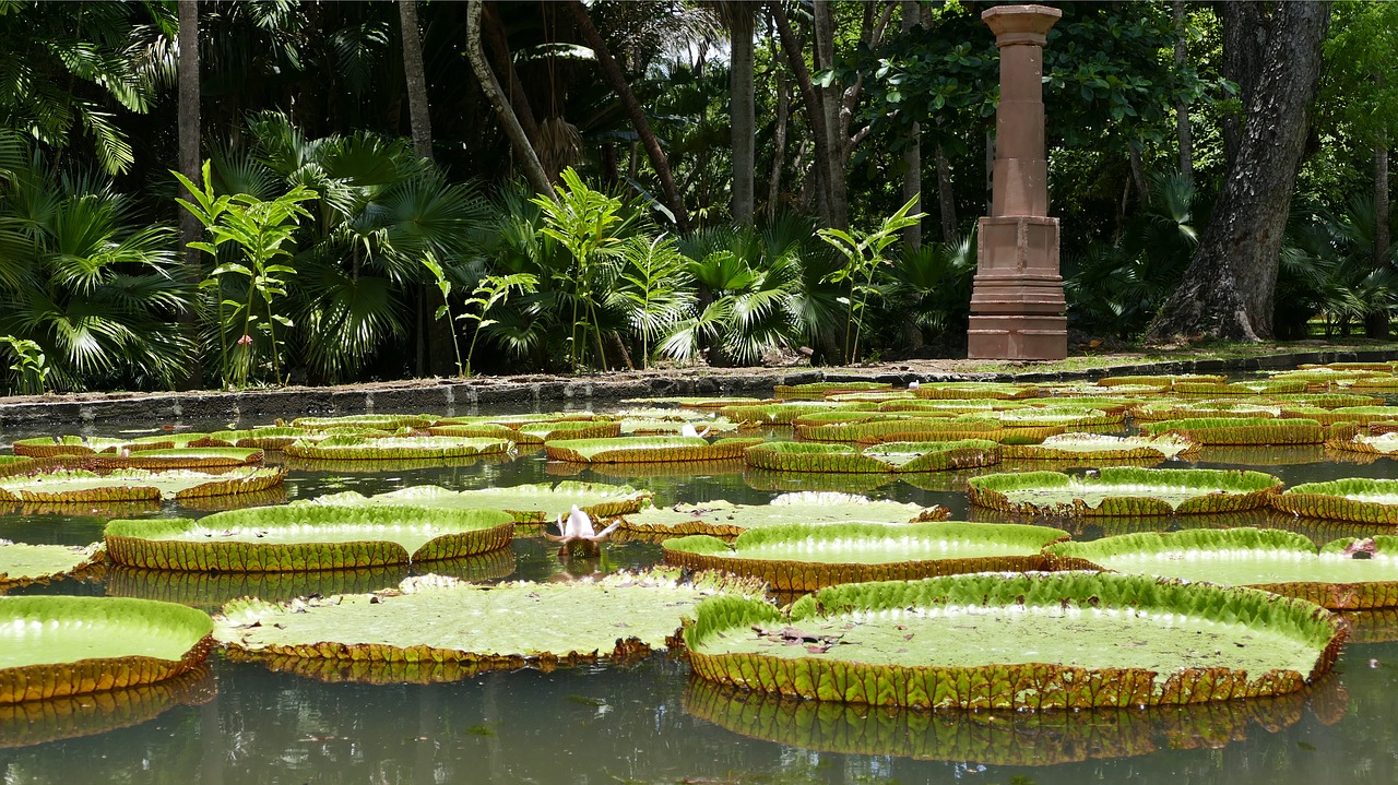 pamplemousse garden  botanical garden  mauritius free photo