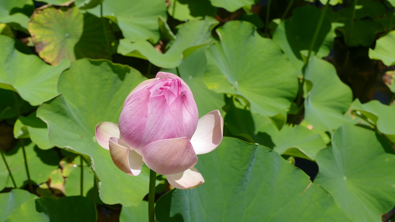 pamplemousse garden  botanical garden  mauritius free photo