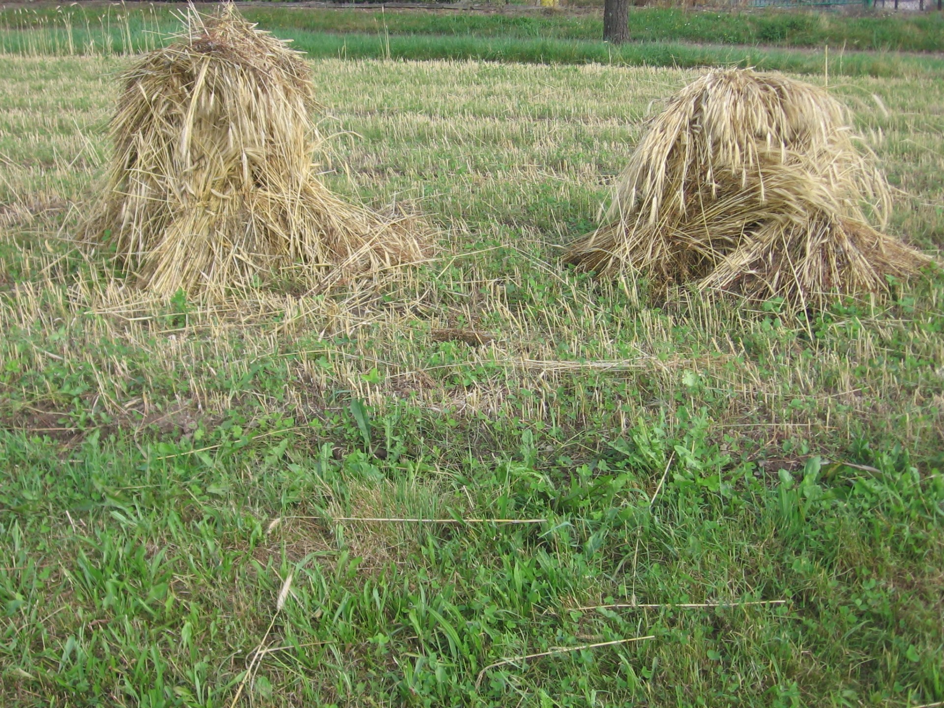 stalks grain harvest free photo