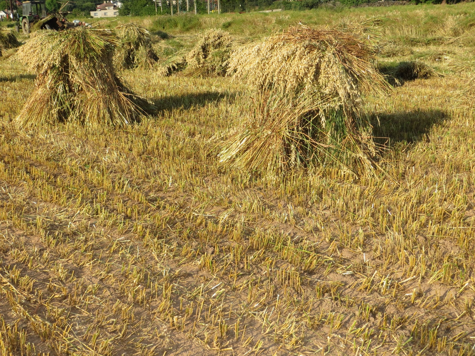 grain harvest summer free photo