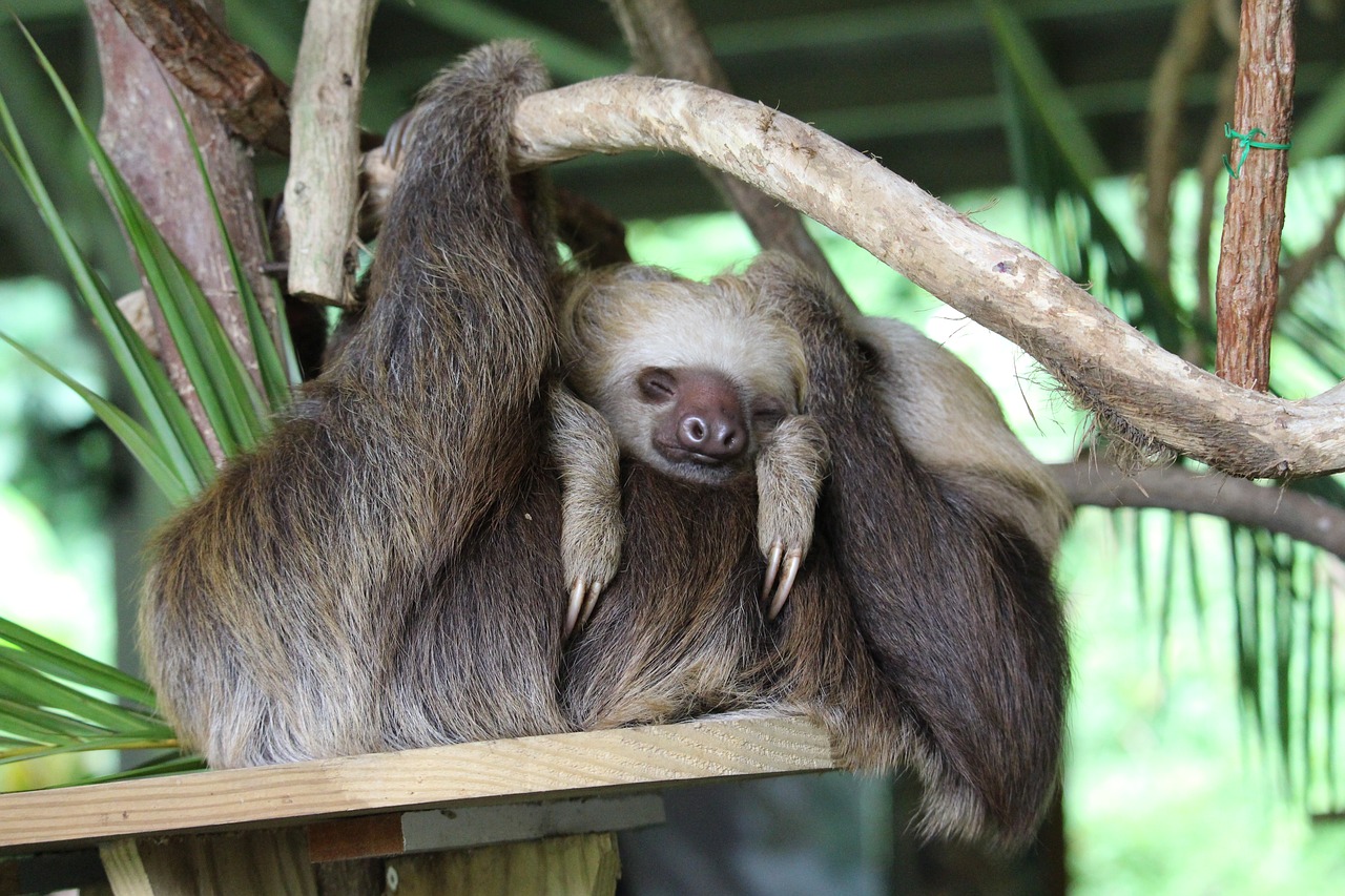 panama  sloth  child free photo