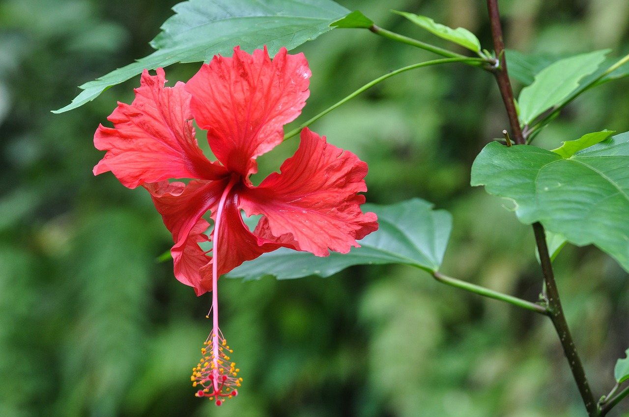 panama  flower  exotic free photo