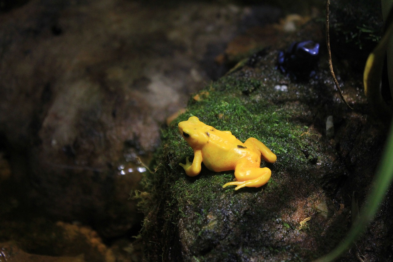 panamanian golen frog frog yellow free photo