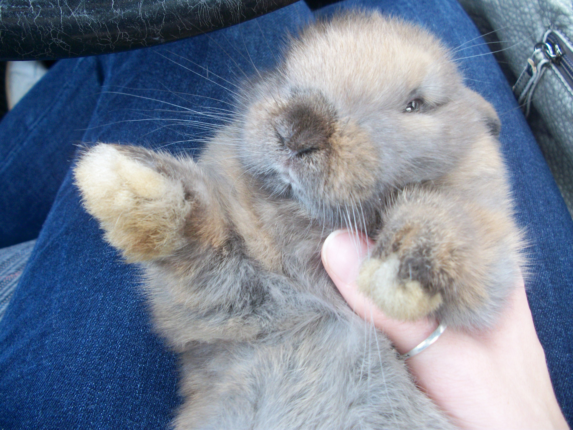 bunny cute fun free photo