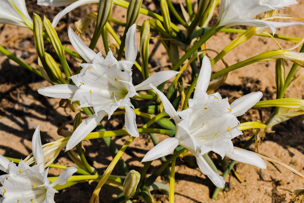 pancratium maritimum lily flower free photo