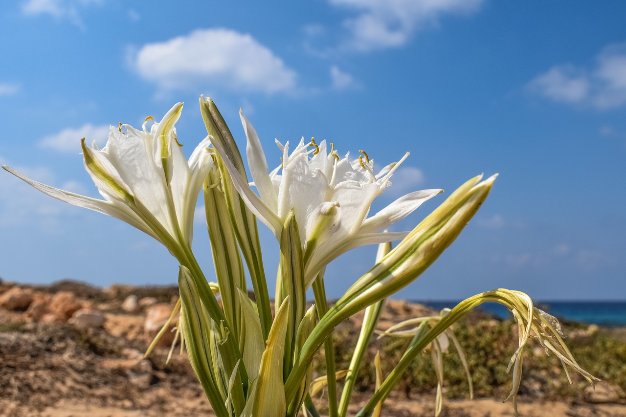 pancratium maritimum lily flower free photo