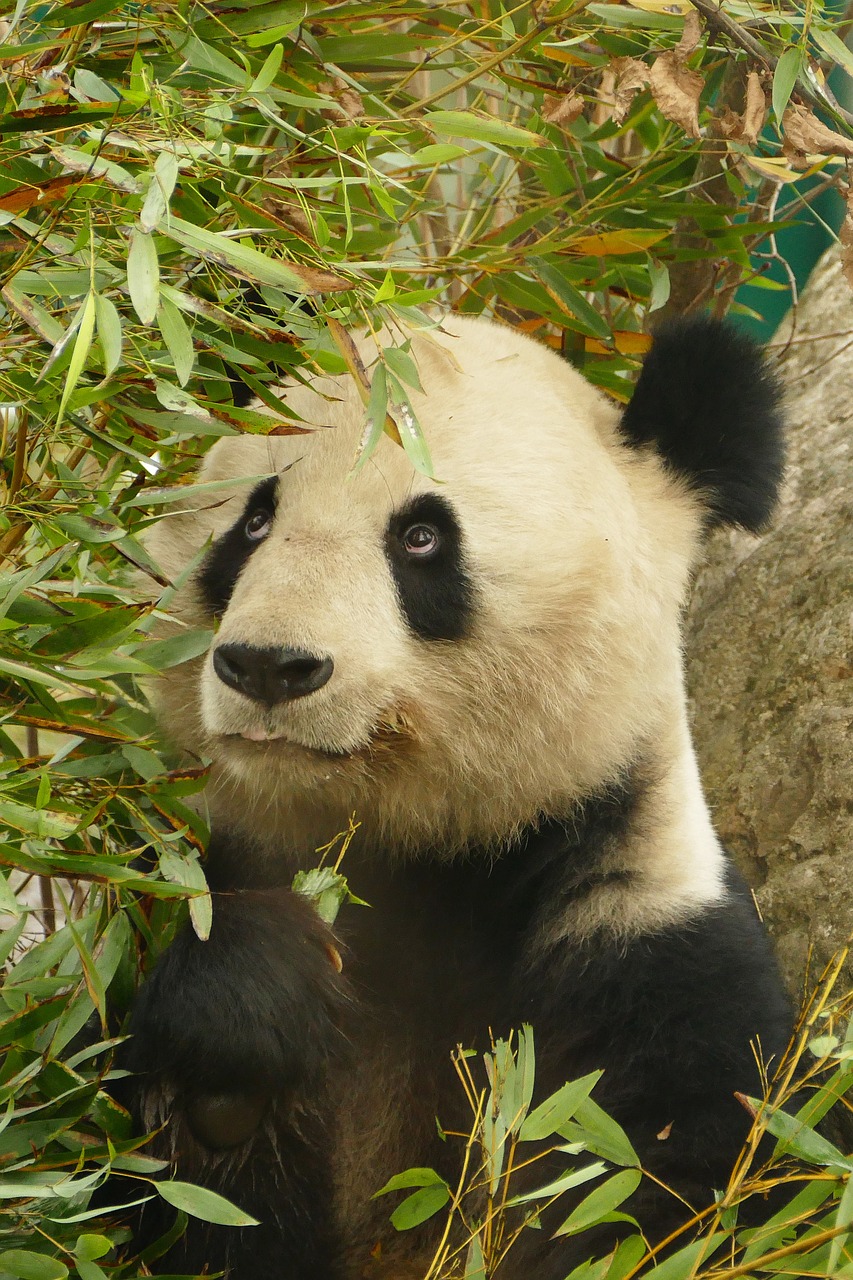 panda animals bear free photo