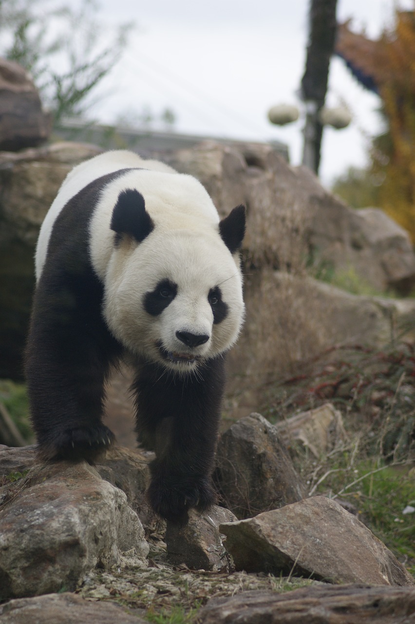 panda animal wild free photo