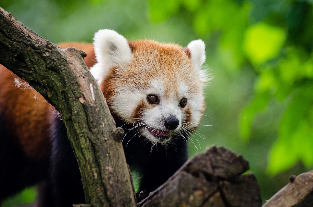 panda red wildlife free photo