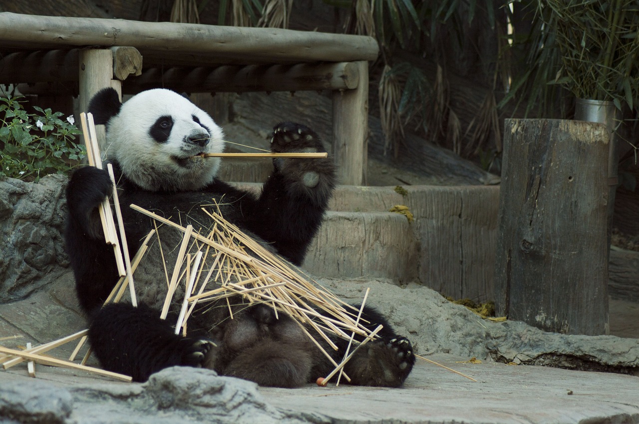 panda cub wildlife free photo