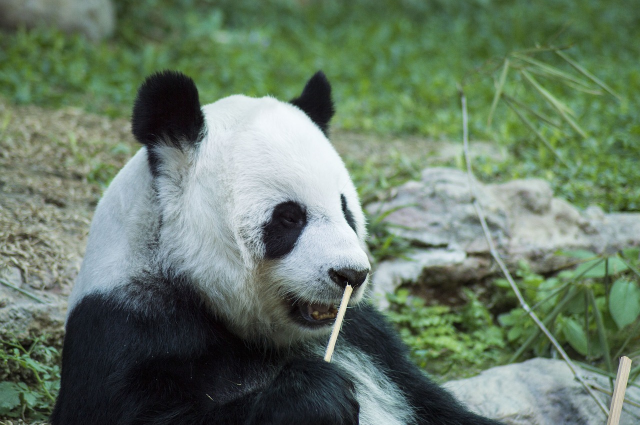 panda cub wildlife free photo