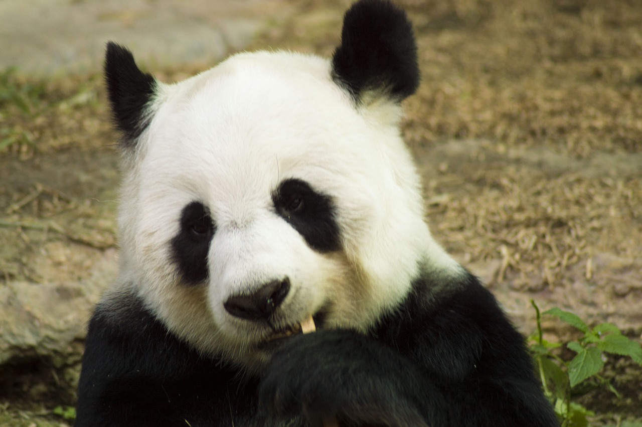 panda cub wildlife free photo