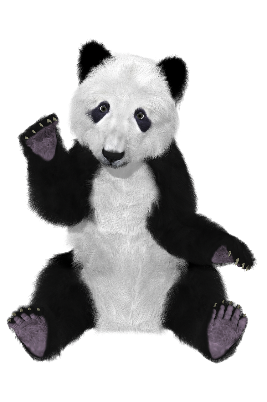 panda china bear free photo