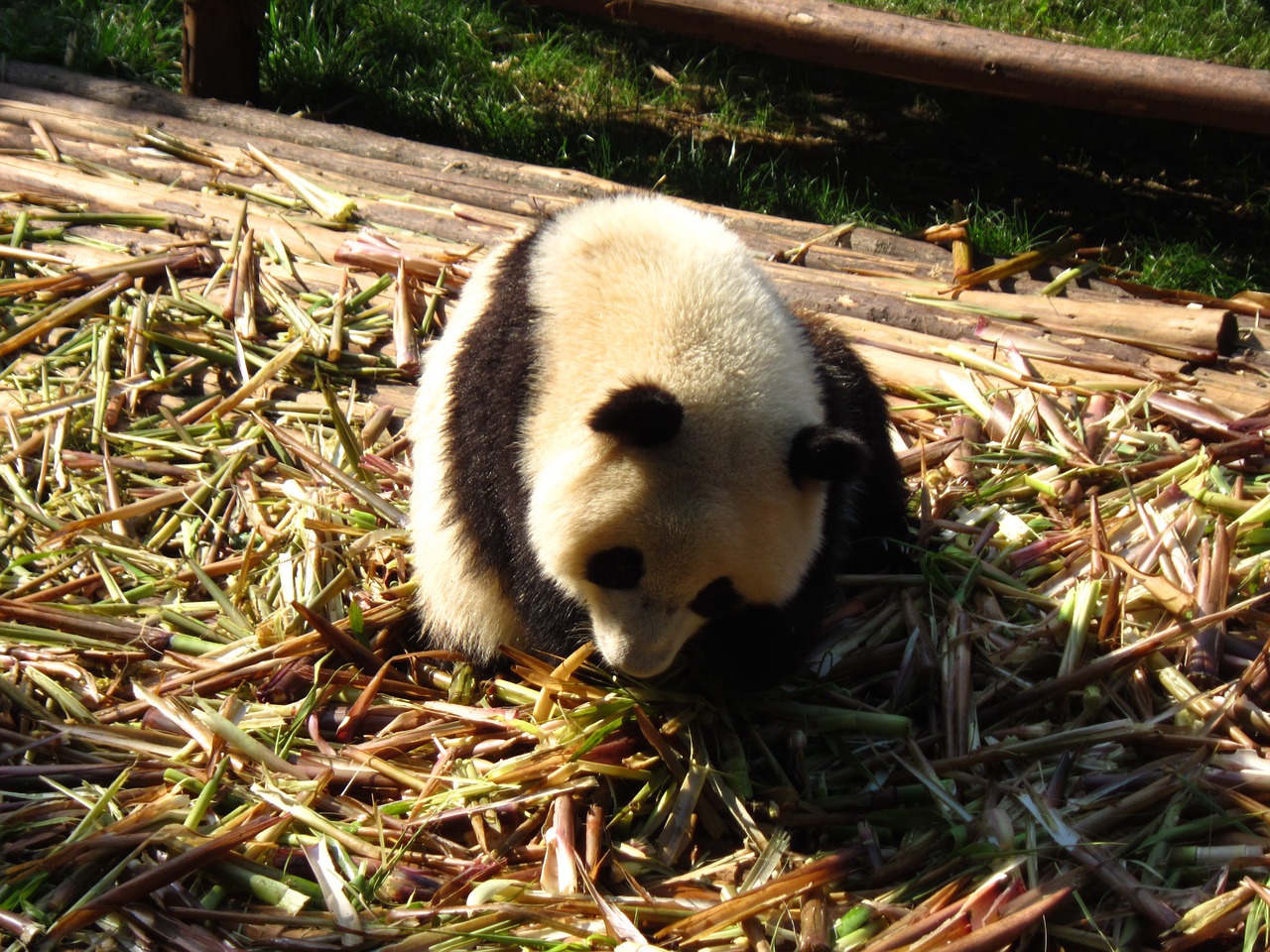 panda sichuan moe free photo