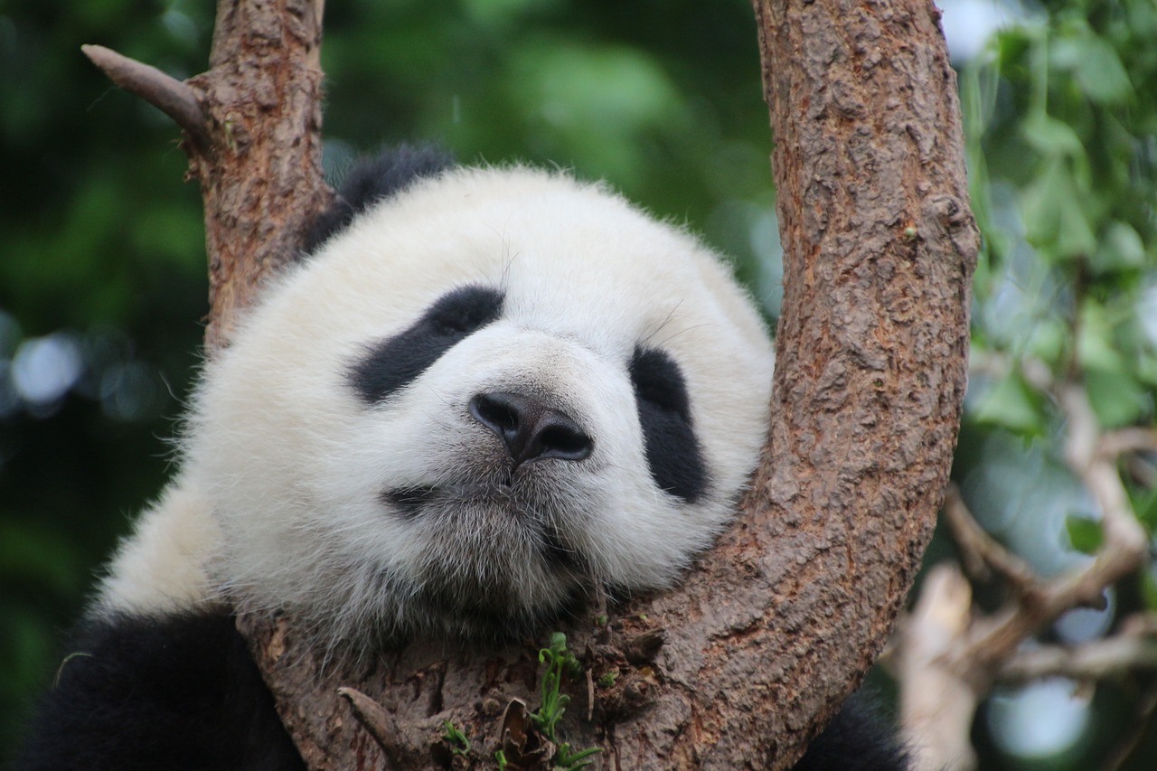 panda panda bear sleep free photo