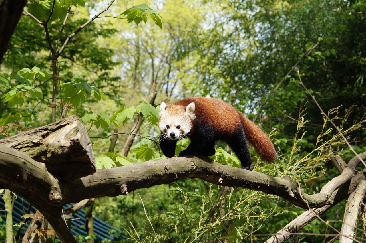 panda nature mammal free photo