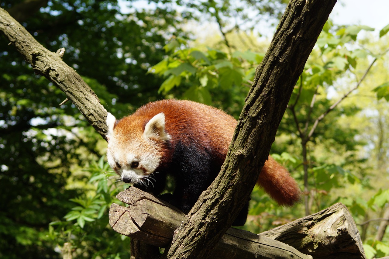 Download free photo of Panda,nature,mammal,red panda,zoo - from needpix.com