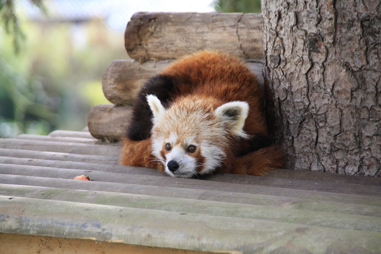 panda park zoo free photo