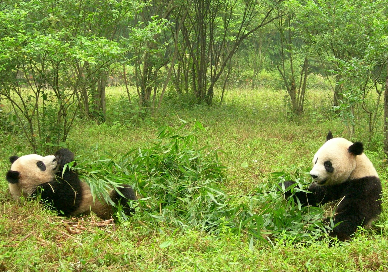 pandas two pandas china free photo
