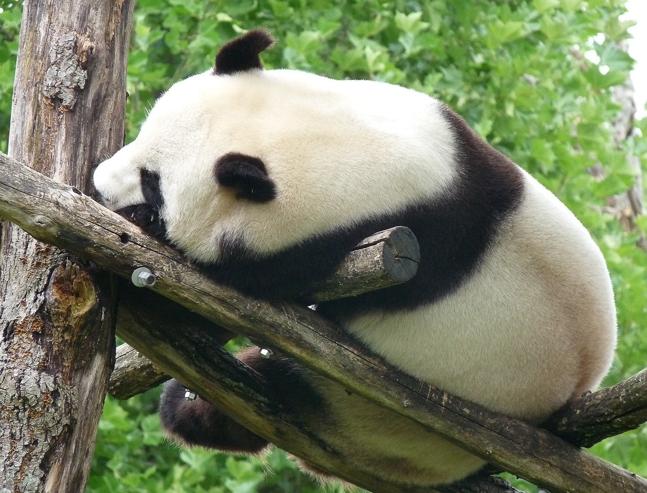 panda china wild animal free photo