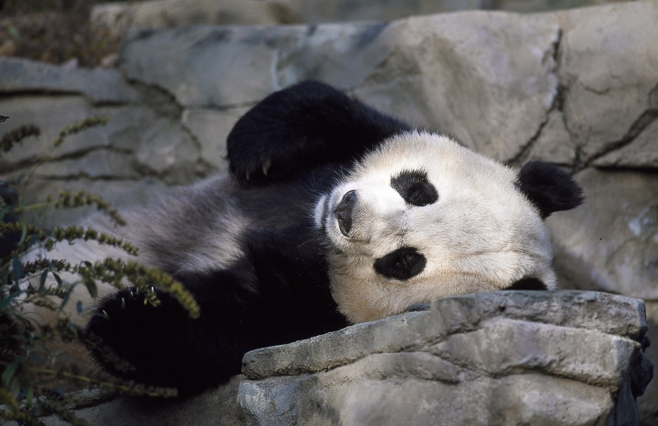 panda bear zoo free photo