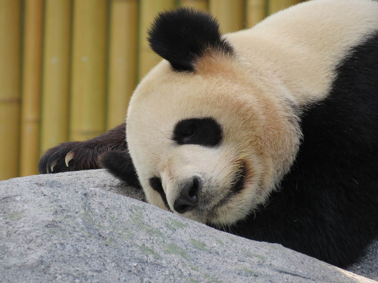 panda giant panda bear free photo