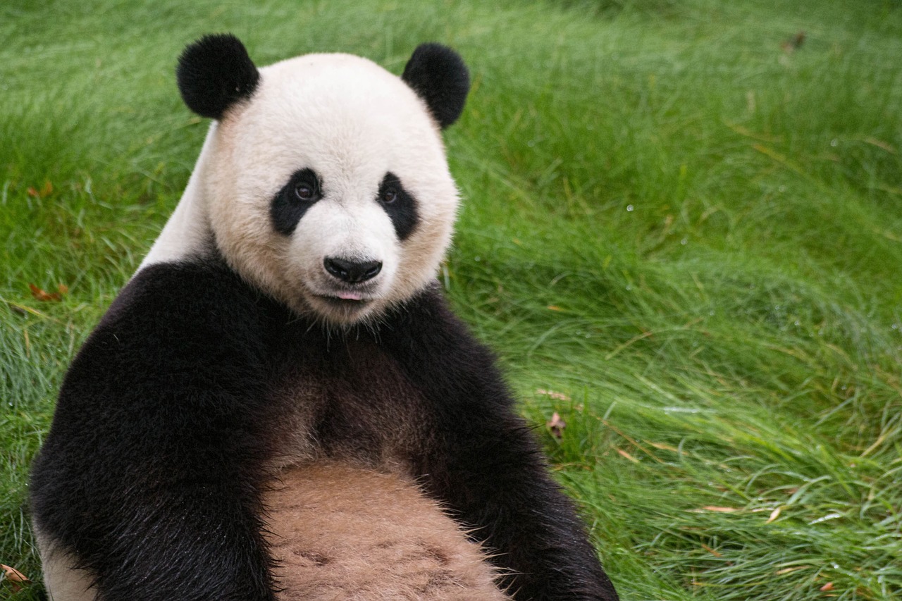 panda animal asia free photo