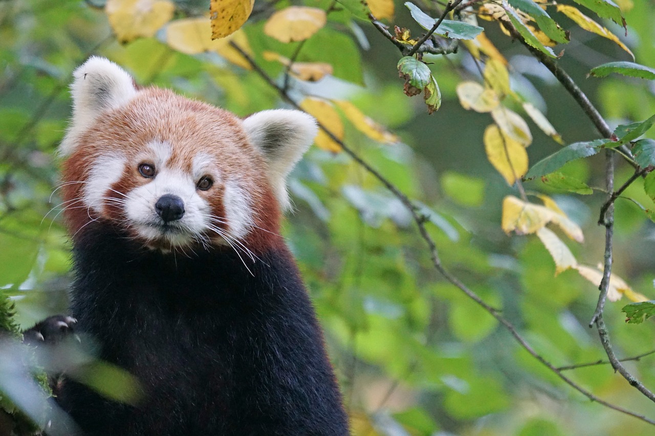panda red panda fire fox free photo