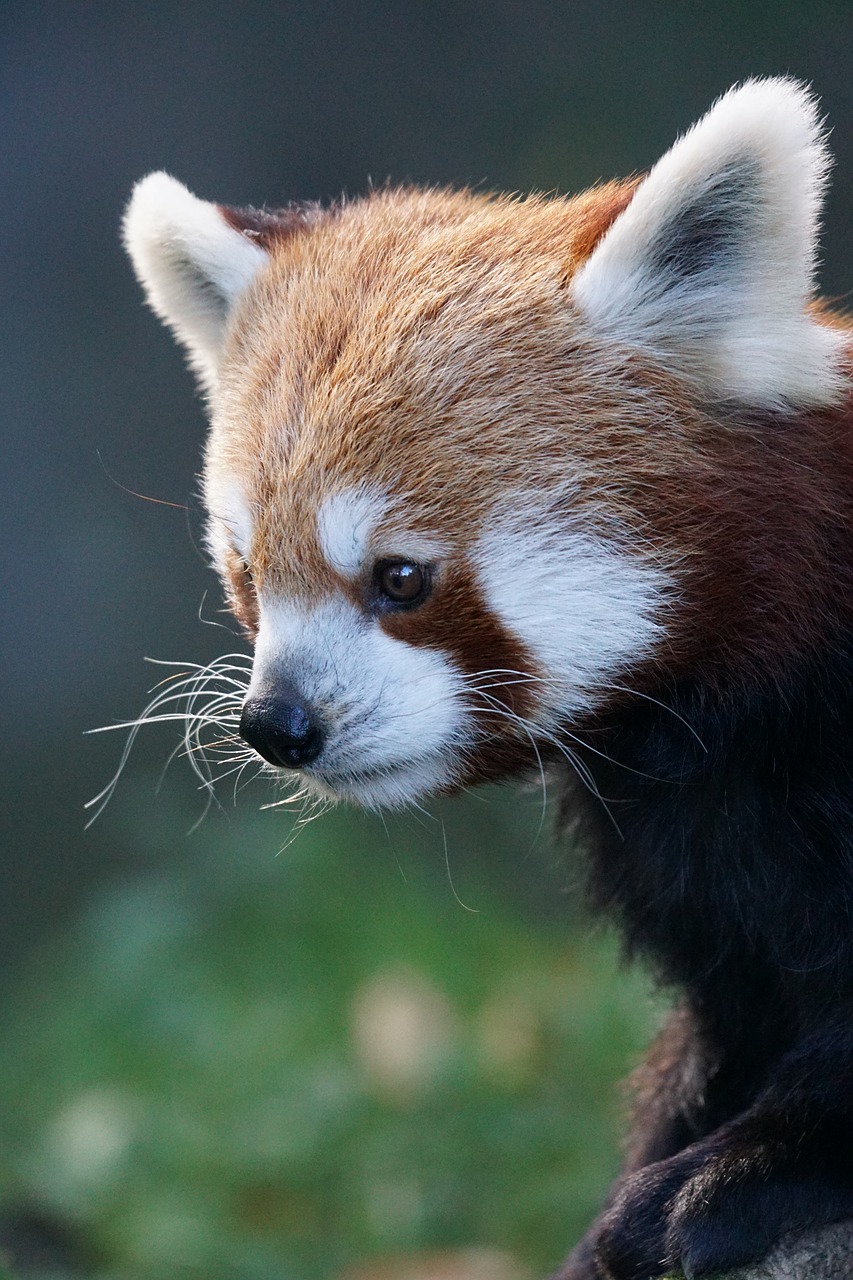 panda red panda fire fox free photo