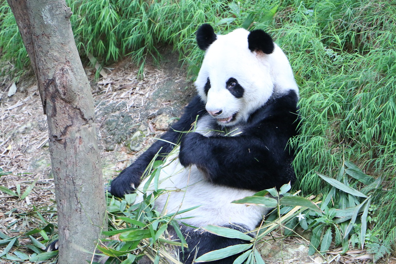 panda endangered bear free photo